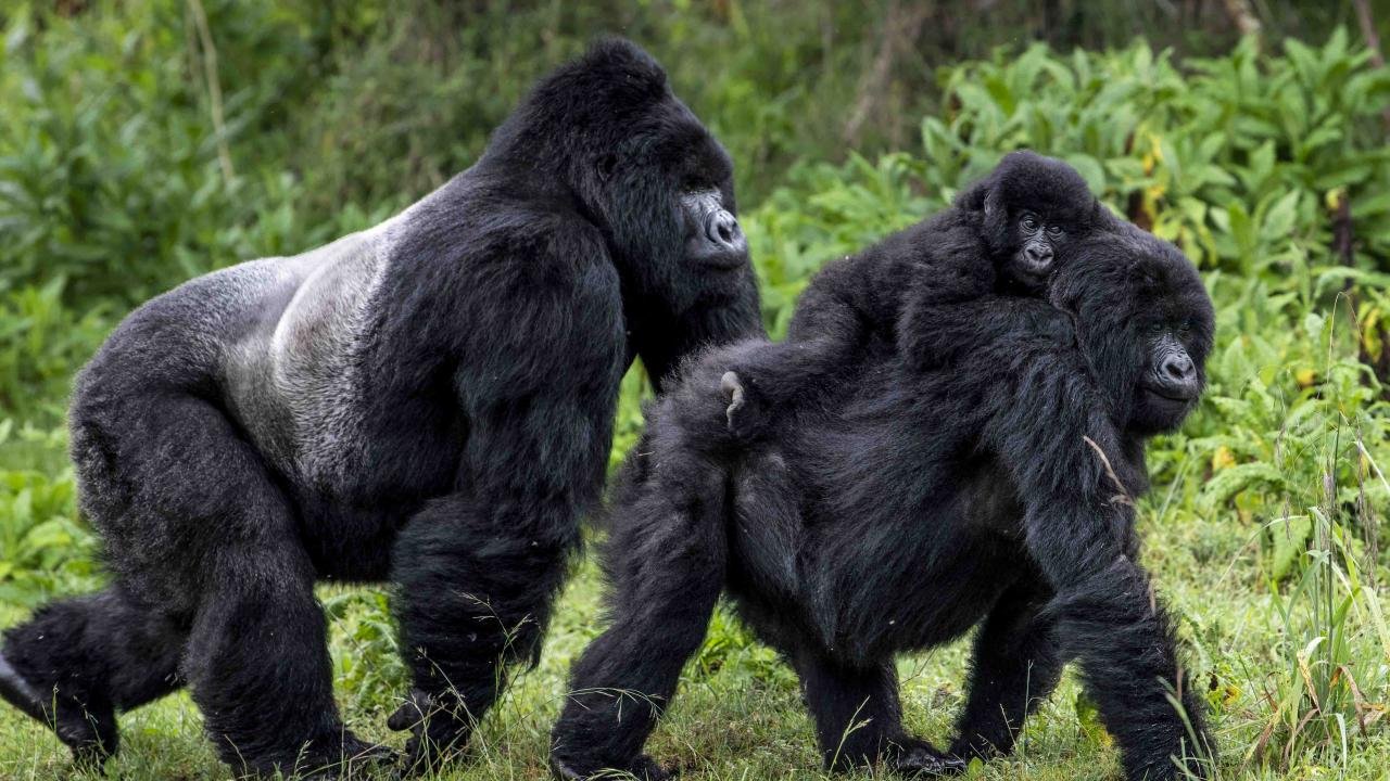 Mountain gorilla family Skyler Bishop for Gorilla Doctors